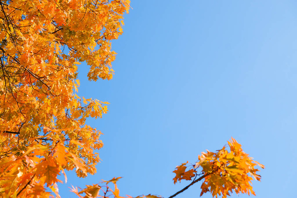 Autumn background. Yellow orange red leaves on a tree against the blue sky. Place for inscription - Photo, image