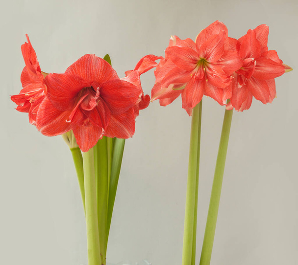 Blooming two double varieties of hippeastrum (amaryllis) No. 28 and Ballerina on a gray background - Photo, Image