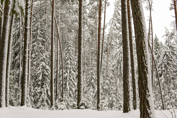 Winter Landscape Forest With Snowy, Frosty Landscape. high quality - Foto, imagen