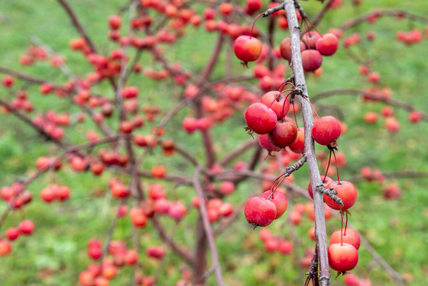 Κόκκινα μήλα σε μια διακοσμητική μηλιά με πεσμένα φύλλα στον φθινοπωρινό κήπο. - Φωτογραφία, εικόνα