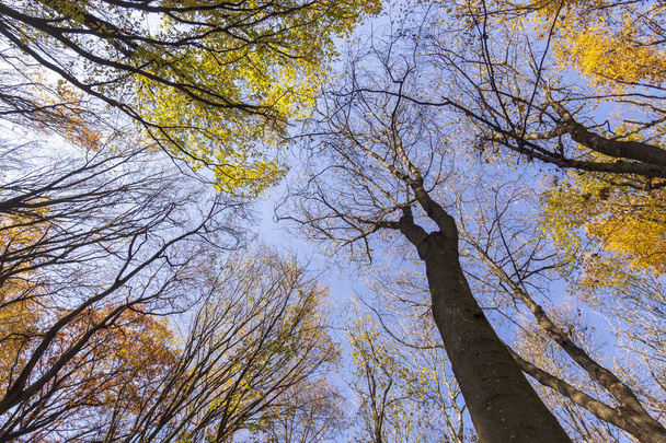 Hermoso paisaje otoñal en el bosque. Árboles y hojas amarillas en octubre - Foto, Imagen