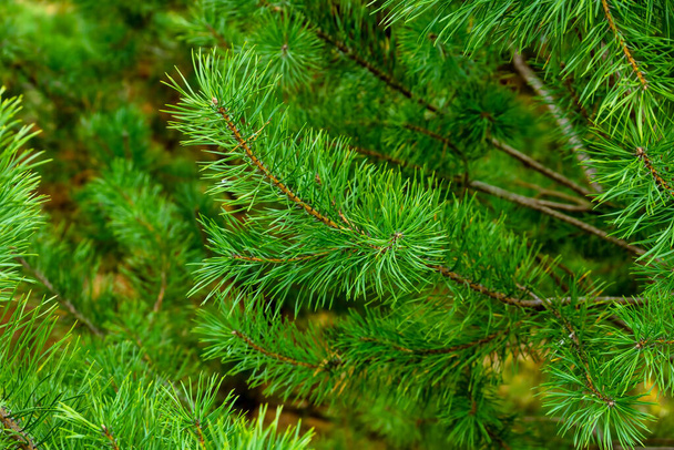 натуральные пушистые ветви молодой сосны, красивый фон зеленых колючих ветвей - Фото, изображение