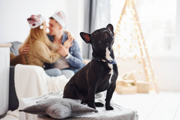 Happy young modern couple in christmas hats sitting on the sofa at home with their cute dog and new year tree. - Fotoğraf, Görsel