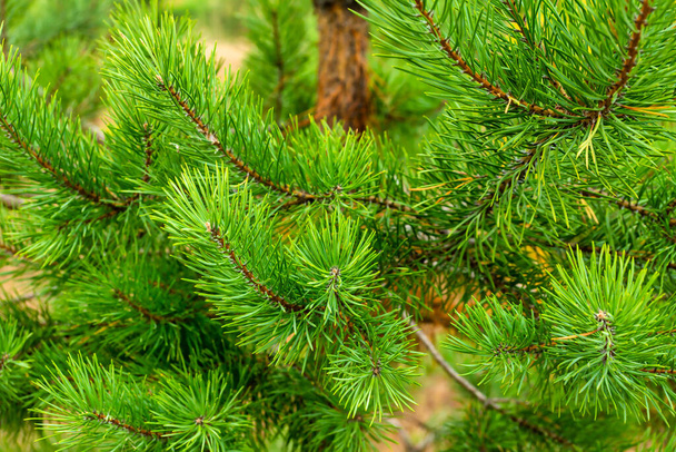 натуральные пушистые ветви молодой сосны, красивый фон зеленых колючих ветвей - Фото, изображение