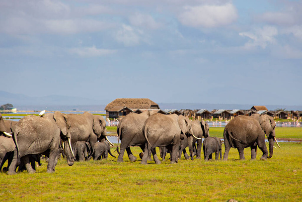 Afrika filleri Kenya 'daki Amboseli Ulusal Parkı' na akın ediyor - Fotoğraf, Görsel