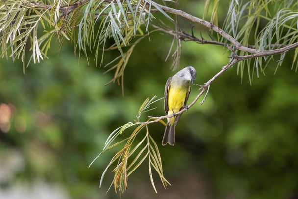 Το Tropical Kingbird επίσης γνωστό ως Suiriri σκαρφαλωμένο στα κλαδιά ενός δέντρου. Είδος Tyrannus melancholicus. Ζωώδης κόσμος. Παρατήρηση πουλιών. Κίτρινο πουλί. - Φωτογραφία, εικόνα