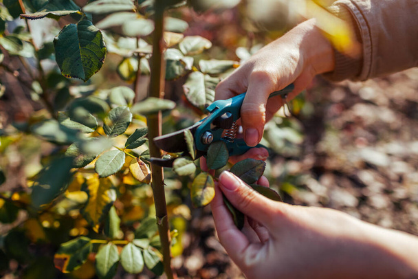 Gardener cuts rose leaves off with pruner to prepare bush for winter. Work in autumn garden. - Фото, изображение