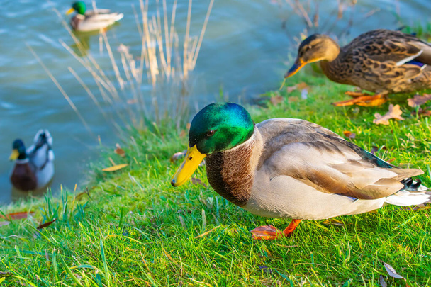 Sıcak bir sonbahar gününde şehir parkında vahşi ördekler - Fotoğraf, Görsel