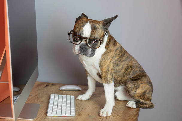 Cute Boston terrier with glasses works at the computer like a person - Zdjęcie, obraz