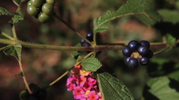Makroaufnahme Schwarze und grüne Beeren auf einem Zweig mit rosa Blüten - Filmmaterial, Video