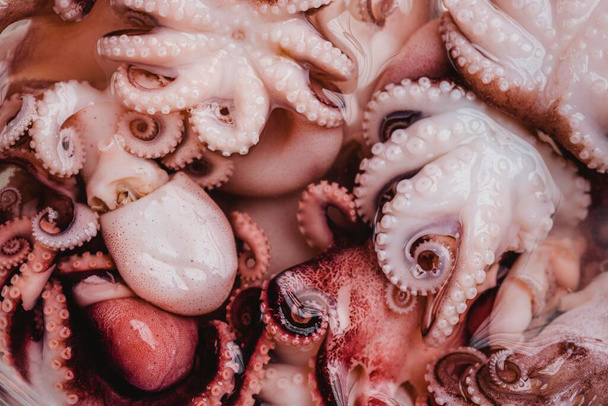 raw octopus background. High quality photo - Zdjęcie, obraz