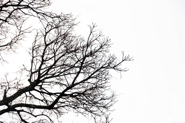 silhouette of branches and a tree in Rio de Janeiro. - Foto, Imagen