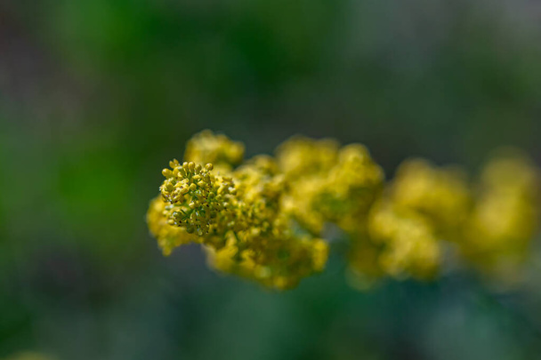 Цветок Galium verum, растущий в горах - Фото, изображение