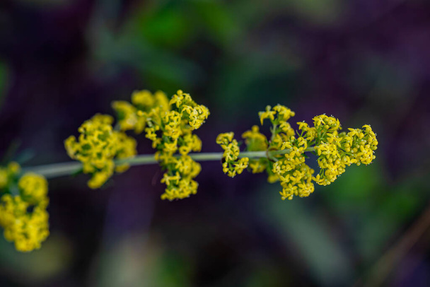 Galium verum λουλούδι που αναπτύσσεται στα βουνά, μακροεντολή - Φωτογραφία, εικόνα