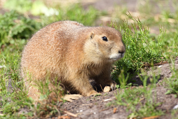 Los perros de la pradera (Cynomys) son roedores excavadores herbívoros nativos de las praderas de América del Norte.. - Foto, Imagen