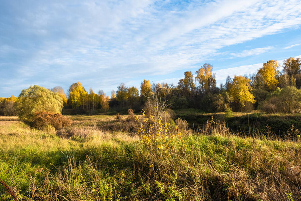 Beautiful autumn landscape with tall dry grass and forest with trees with yellow leaves, Russia.  - Фото, изображение