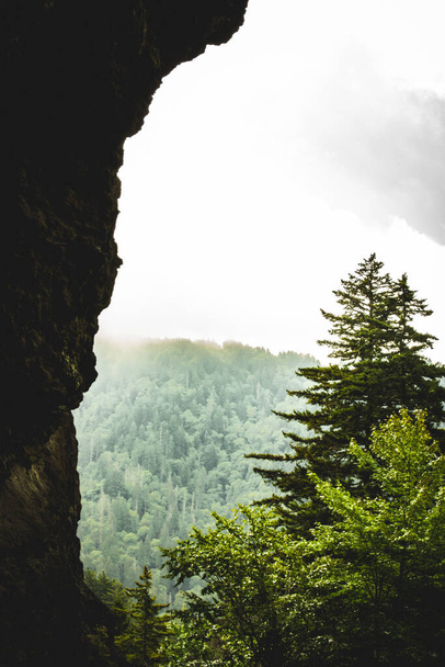 A vertical shot of a scenic nature with fir forest in  Gatlinburg - Zdjęcie, obraz