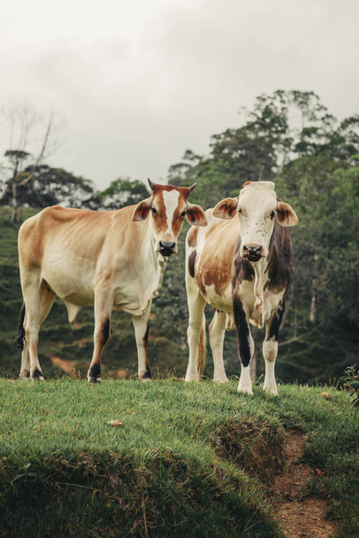 A vertical shot of two Jersey cattle - Фото, изображение
