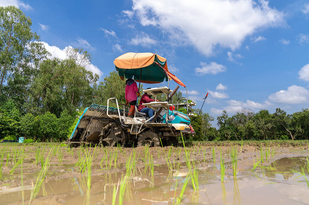 Agricoltore asiatico professionista e macchina per l'agricoltura trapianto di riso seediing in un campo di risaia in giornata a cielo aperto. - Foto, immagini