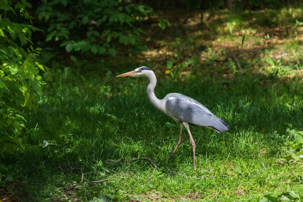 Gray Heron - Ardea cinerea stojící na větvi stromu u rybníka. - Fotografie, Obrázek