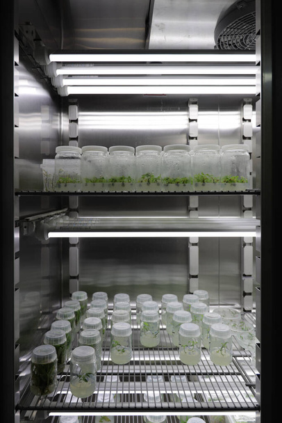 A vertical shot of seedling on a freezer in a laboratory - Foto, imagen