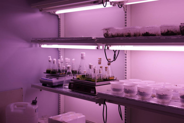 A shot of seedlings on a freezer in a laboratory - Foto, Imagem