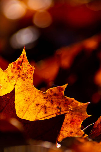 秋には色とりどりの葉を持つロマンチックな秋の気分は、暖かい色とマクロな葉を持つインドの夏の季節に自然の美しい側面としてオレンジ、赤と黄色の色で太陽の光で明るく輝きます - 写真・画像