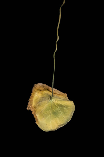 A vertical shot of a leaf of a plant on a black background - Foto, imagen