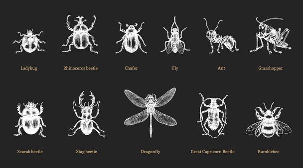 Beetles, drawn set. Insects collection in vector. - Vektör, Görsel