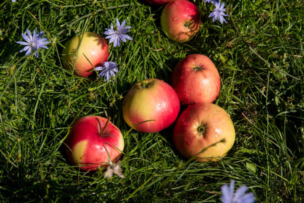 Piros almák vízcseppekkel, ibolyával a zöld füvön, közeli, másolt hely - Fotó, kép