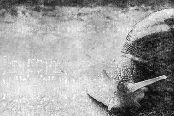 Fekete-fehér portré egy csigáról. A puhatestű úgy mászik át a felszínen, hogy az antennái kinyúlnak. Digitális akvarell festés - Fotó, kép