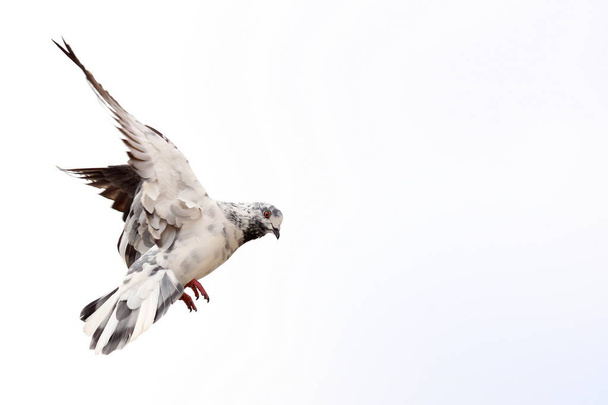 Летящий голубь на белом фоне - Фото, изображение