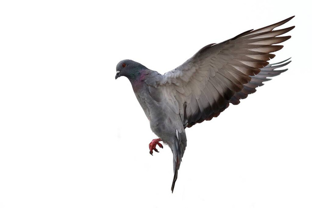 Beyaz arka planda uçan güvercin - Fotoğraf, Görsel