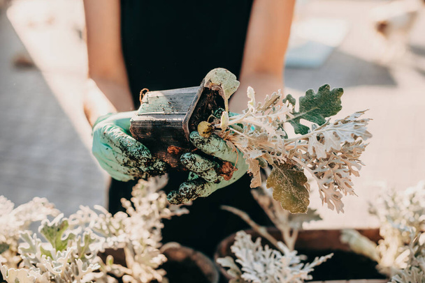 Close-up portret van tuiniers handen planten bloem in bloempotten in de tuin. Herbeplanting, planten in een grijze container pot - Foto, afbeelding