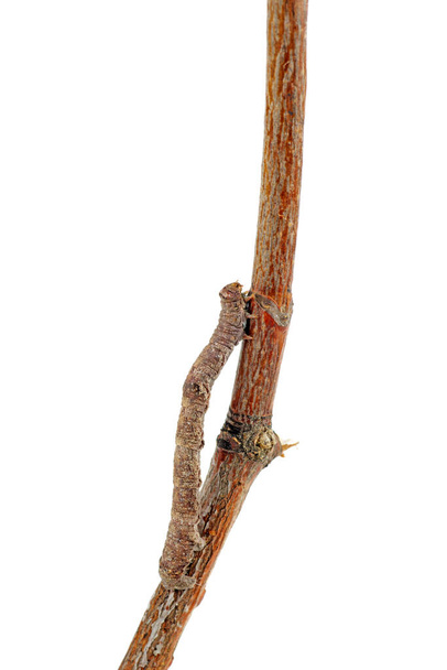 Inchworm kriecht über das Holz. Weißer Hintergrund - Foto, Bild