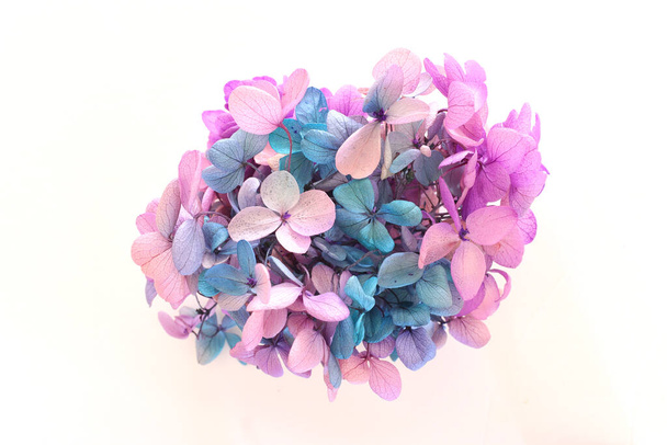 Creative image of pastel pink, turquoise and purple Hydrangea flowers on white background. Top view - Foto, afbeelding