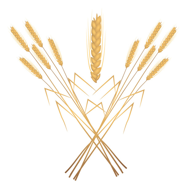 Пшениця ілюстрація
 - Вектор, зображення