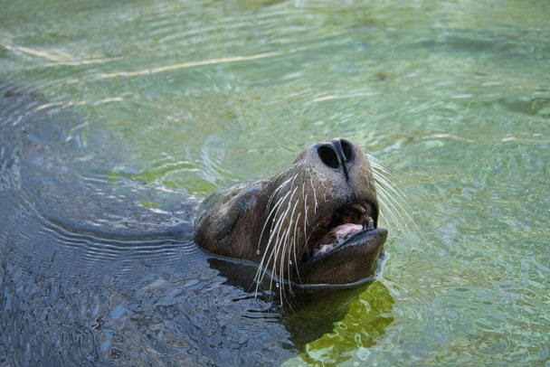 морський тюлень у берлінському зоопарку. Грайливий і фантастичний. - Фото, зображення