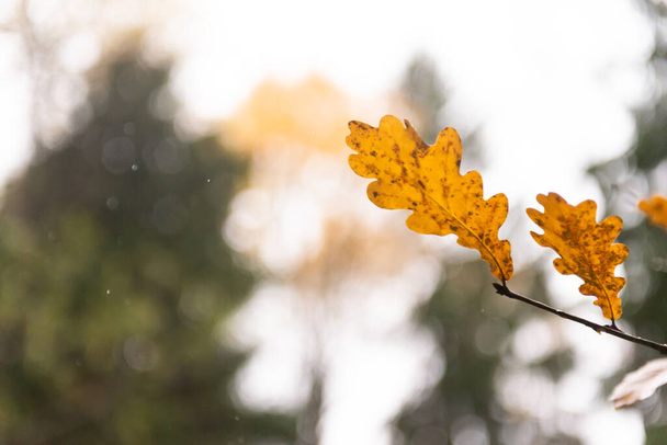 Oak leaves in autumn. Two yellow leaves close up hanging on an oak branch. - Photo, image