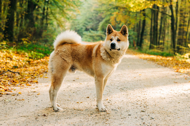 Akita Inu portrét v lese během podzimu. Akita, psí plemeno Shiba inu. 1 rok staré štěně. - Fotografie, Obrázek