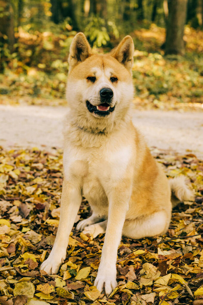 Портрет Акіта Іну в лісі під час осені. Акіта, порода собак Шіба. 1-річний цуценя.. - Фото, зображення