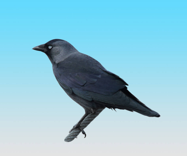 Una imagen recortada de una mandibula occidental. El pájaro está sentado en una cuerda y el fondo es un gradiente azul blanco. - Foto, imagen