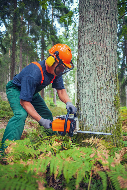 a woodcutter at work in the forest - Photo, Image