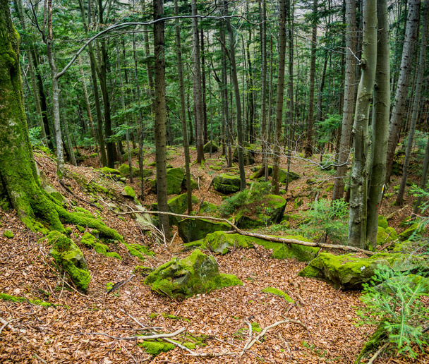a landscape of forest in ukrainian carpathian mountains, national park Skolivski beskidy, Lviv region of Western Ukraine - Фото, изображение