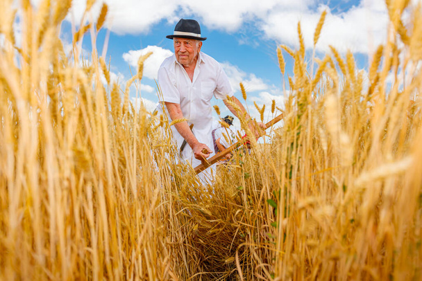 Muzlja, Vojvodina, Serbia, - July 03, 2021; XXXVIII Traditionally wheat harvest. Farmer is reaping wheat manually with a scythe in the traditional rural way. - 写真・画像