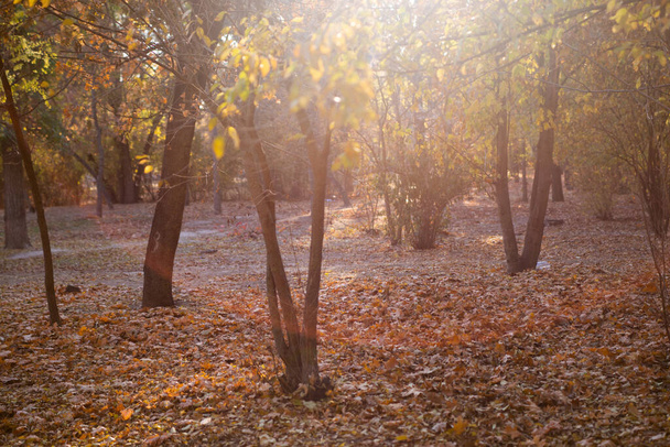 Autumn is golden in the forest. Backlit evening light. Autumn textural background. - Valokuva, kuva