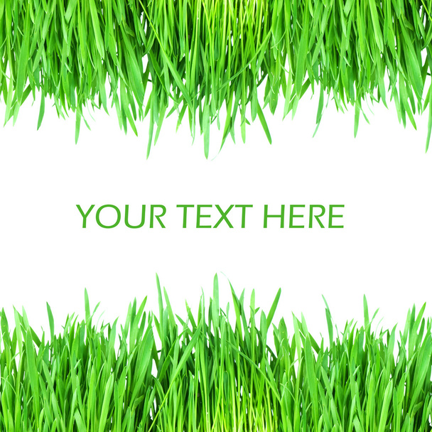 Fresh green grass isolated on white background - Foto, Imagem