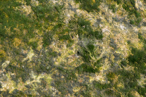 Dried seaweed background - Foto, Bild