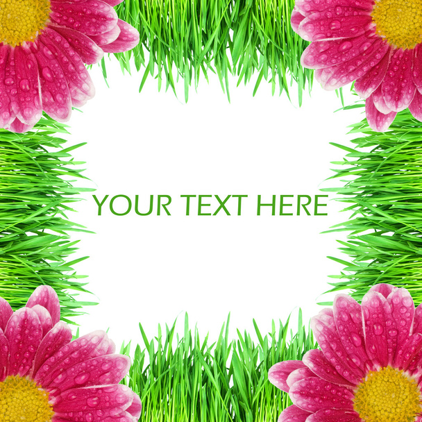 Green grass with pink colours - Zdjęcie, obraz