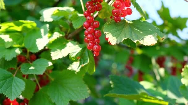 Olgun kırmızı frenk üzümü toplanmaya hazır. Bahçede yaz meyveleri, çalılarda üzümler. Yazın güneşli bir günde çalılıklarda kuşüzümü. - Video, Çekim